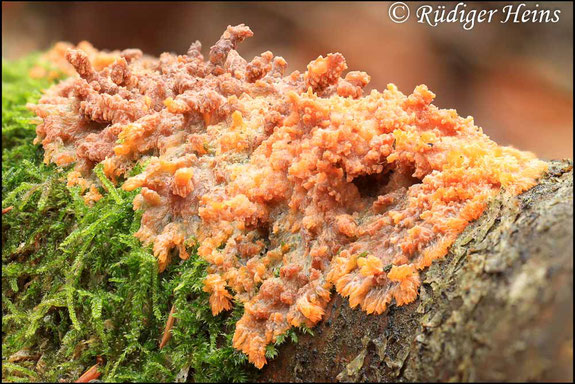 Orangeroter Kammpilz, Phlebia radiata - Fokusstacking aus 55 Einzelaufnahmen - Makroobjektiv 100mm f/2.8 