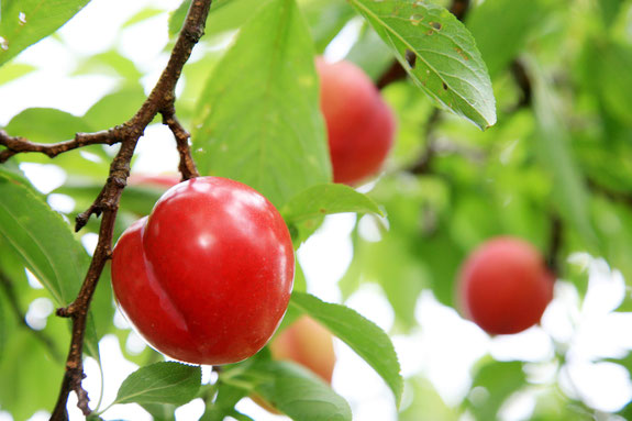 すももページ 楽天市場】果樹の苗/スモモ(プラム）：ふかさわ4号ポット : 園芸ネット