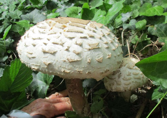 un record de grosseur pour ce champignon appelé "coulemelle"