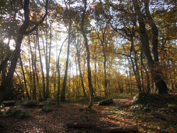 Les couleurs d'automne de la forêt et ses rais de lumière, la beauté naturelle s'offre généreusement