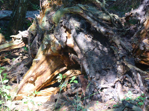 Die Wurzel eines umgekippten Baums auf der zahlreiche Gesichter von Baumhütern wie Gnome, Erd- und Wurzelwesen zu sehen sind