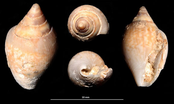 Columbella rustica, Sant'Agostino (Civitavecchia, RM)