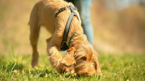 Hund beim Mantrailing in Solingen