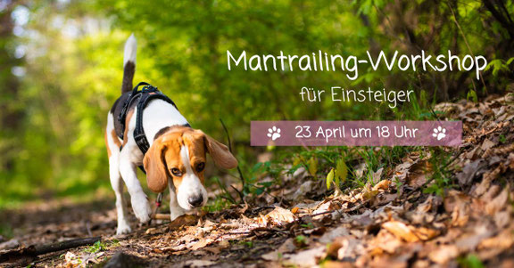 Hund beim Mantrailing in Solingen