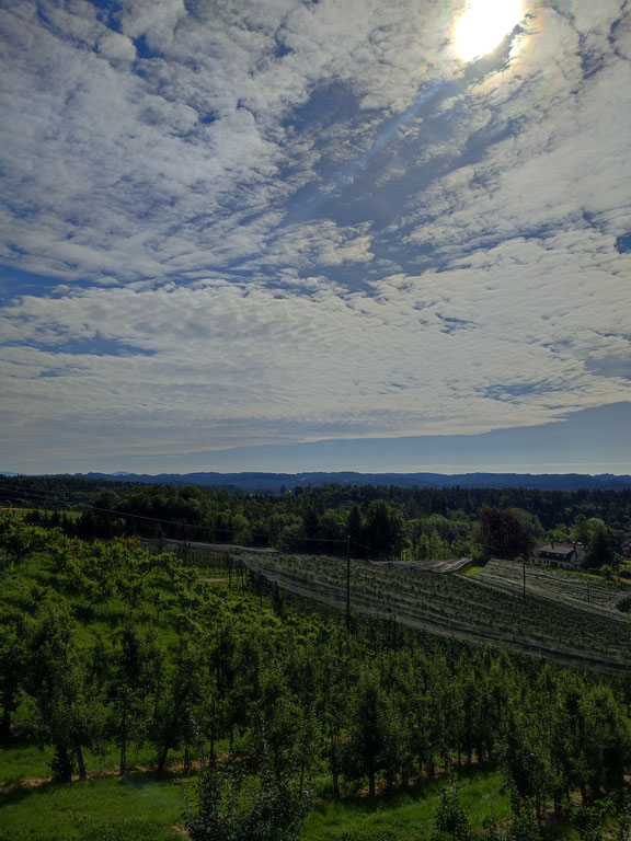 Blick über die steirischen Weingärten