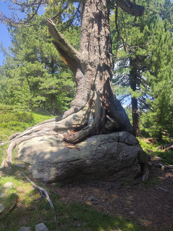 Die Heilkraft der Natur kann man am Weg der Elemente an der Nockalmstraße erleben