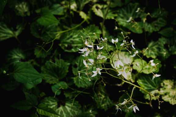 雑木林の足元に群生するユキノシタの花(Fujifilm X-Pro2)