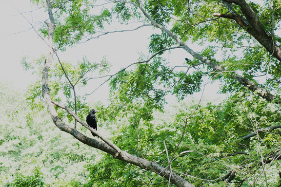 二羽のカラス。野鳥たちは子育ての季節です