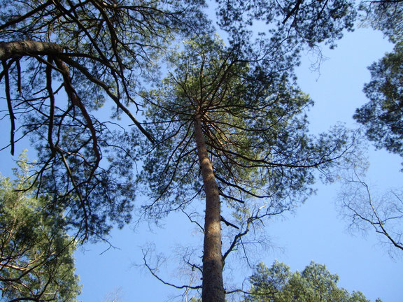 Décharné au bas du tronc, le pin sylvestre s'élance pour chercher l'air des hauteurs afin d'être plus près du soleil. C'est peut être pour cela qu'il a des nuances de rouge, sa façon de bronzer ! 