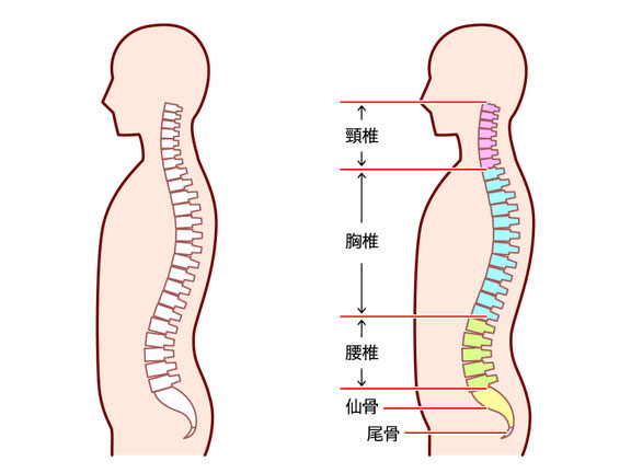 背骨のS字カーブ