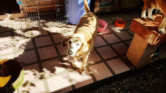 "Sourcil dog" ("Emmanuel Chien") 19 ans ! On l'avait déjà vu en 2012 !