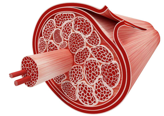 La miofascia es la capa que recubre cada músculo y cada fibra muscular