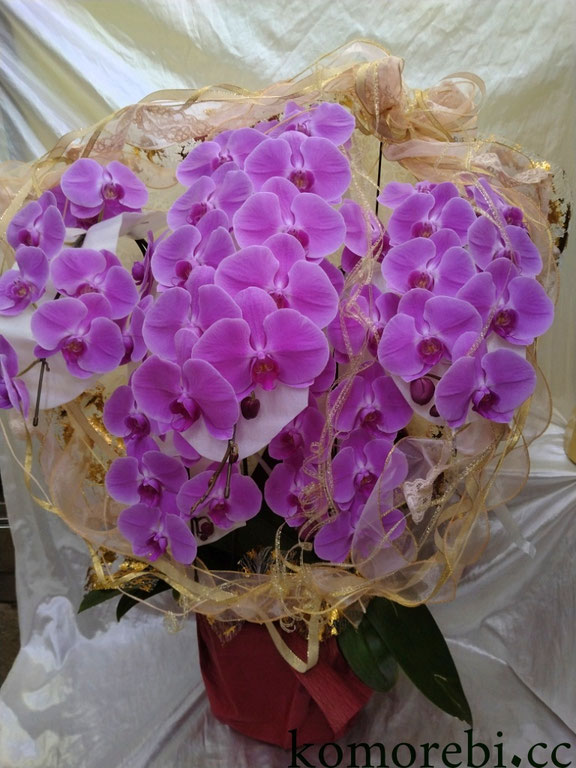 キヌ　クイーンエリザベス