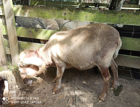 Hubot des lutins qui contrairement àce que l'on pourrait penser (ou certains voudraient le laisser entendre) est bien un bélier agouti white tan, exprimant une charge encore importante de phéomélanine dans ses mélanocytes à l'age adulte.