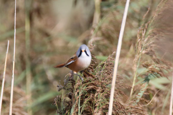 Eine Bartmeise auf der Suche nach Samen im Schilfrohr. Foto: Katrin Seemann