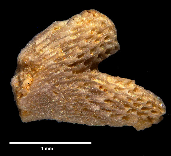 Bryozoa, Art: Discocytis eudesii Prantl 1938 aus Voigt Sammlung Senckenberg Frankfurt
