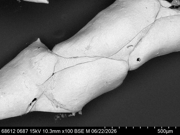 Bryozoa Art: Synnotum aegyptiacum (Audouin 1826) aus Bryozoen Sammlung Senckenberg Frankfurt