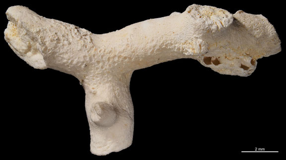 Bryozoa Art: Membranipora pellicula Brydone 1912 aus Bryozoen Sammlung Senckenberg Frankfurt,  CC BY: Michael Sondermann