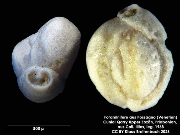 Quinqueloculina d'Orbigny, 1826 aus Possagno, Venetien, Italien; Priabonian; CC BY: Klaus Breitenbach