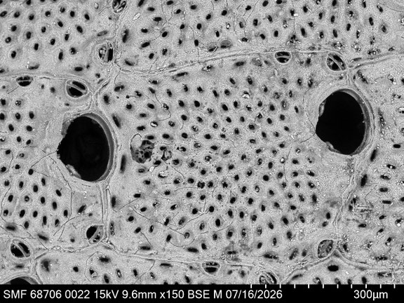 Bryozoa Art: Calyptotheca wasinensis (Waters 1913) aus Bryozoen Sammlung Senckenberg Frankfurt