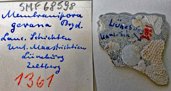 Senckenberg, Bryozoa, Bryozoen, Moostierchen, Sammlung Voigt