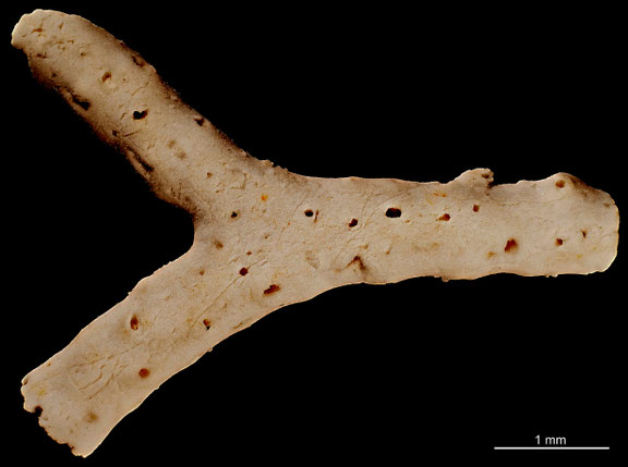 Bryozoa Art: Frurionella daniensis Berthelsen 1962 aus Bryozoen Sammlung Senckenberg Frankfurt,  CC BY: Michael Sondermann 