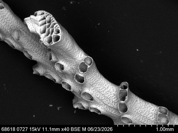 Bryozoa Art: cf. Exidmonea sp. (DAVID, MONGEREAU & POUYET 1972) aus Bryozoen Sammlung Senckenberg Frankfurt