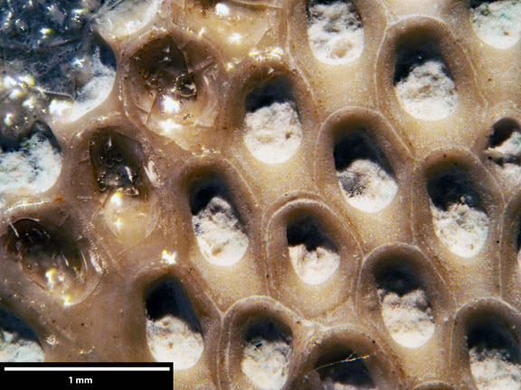 Bryozoa Art: Membranipora gerana Brydone 1929 aus Bryozoen Sammlung Senckenberg Frankfurt