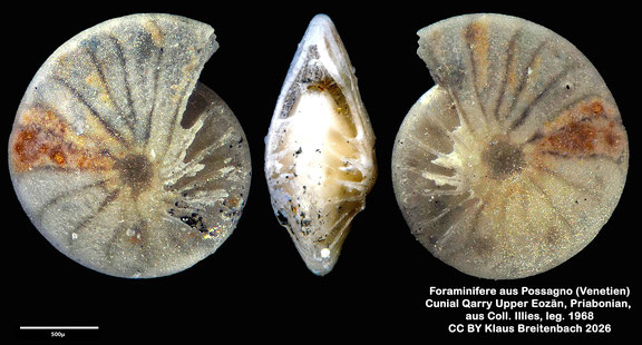 Amphistegina d'Orbigny, 1826 aus Possagno, Venetien, Italien; Priabonian; CC BY: Klaus Breitenbach