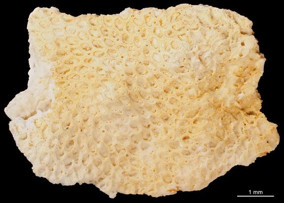 Bryozoa Art: Membranipora reticulata Levinsen 1925 aus Bryozoen Sammlung Senckenberg Frankfurt,  CC BY: Michael Sondermann