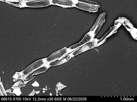 Bryozoa Art: Synnotum cf. contortum Waters 1913 aus Bryozoen Sammlung Senckenberg Frankfurt