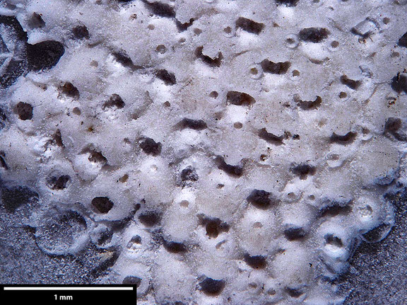 Bryozoa Art: Cryptostoma globidecus Brydone aus Bryozoen Sammlung Senckenberg Frankfurt