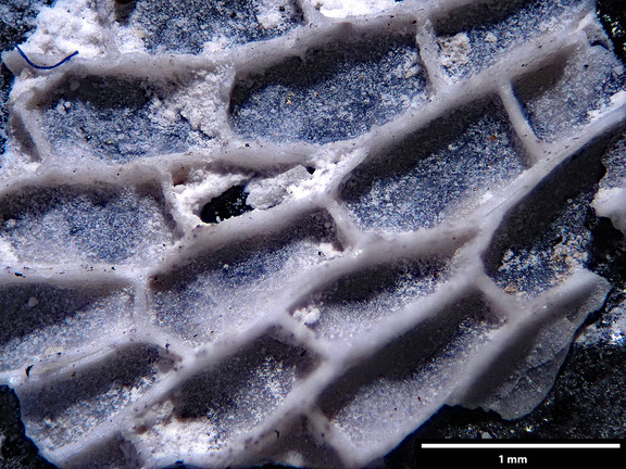 Bryozoa Art: Onychocella roborata Brydone 1936 aus Bryozoen Sammlung Senckenberg Frankfurt
