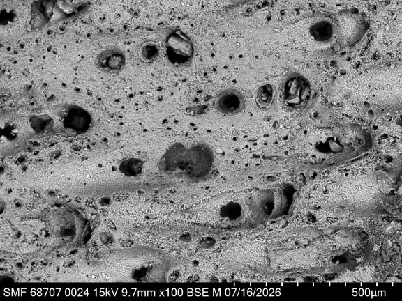 Bryozoa Art: Adeona odontoti Martha & Scholz 2025 aus Bryozoen Sammlung Senckenberg Frankfurt