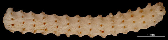 Bryozoa Art: Laterocavea gracilis d´Orbigny 1853 aus Bryozoen Sammlung Senckenberg Frankfurt,  CC BY: Michael Sondermann 