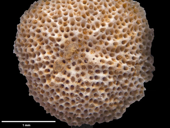 Bryozoa, Art: Lichenopora cenomana d´Orbigny 1853 aus Voigt Sammlung Senckenberg Frankfurt