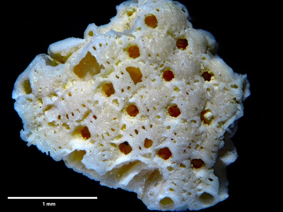 Bryozoa Art: Polycephalopora plicatella (von Hagenow 1851) aus Bryozoen Sammlung Senckenberg Frankfurt