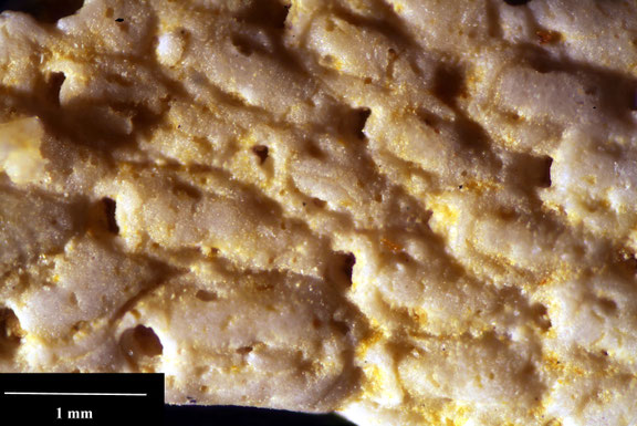 Bryozoa Art: Micropora urceolus (Eichwald 1865) aus Bryozoen Sammlung Senckenberg Frankfurt,  CC BY:  Dr. Rainer Teubner