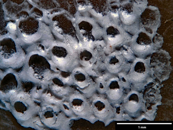 Bryozoa Art: Membranipora scalprum Brydone 1929 aus Bryozoen Sammlung Senckenberg Frankfurt