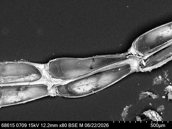 Bryozoa Art: Synnotum cf. contortum Waters 1913 aus Bryozoen Sammlung Senckenberg Frankfurt