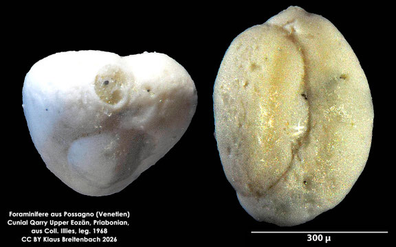 Quinqueloculina d'Orbigny, 1826 aus Possagno, Venetien, Italien; Priabonian; CC BY: Klaus Breitenbach