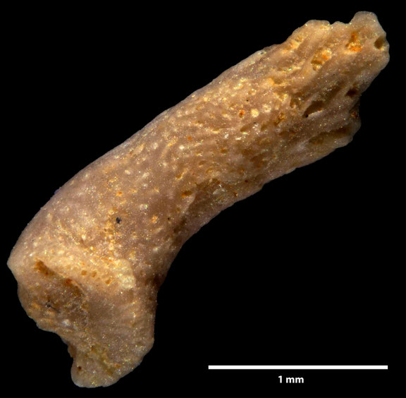 Bryozoa, Art: Discocytis eudesii Prantl 1938 aus Voigt Sammlung Senckenberg Frankfurt