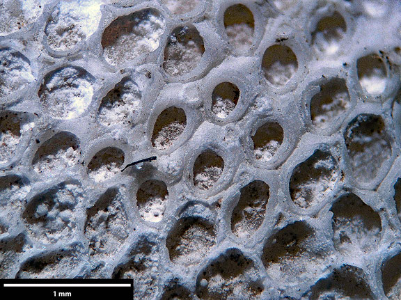 Bryozoa Art: Membranipora aviculosa (Voigt 1930) aus Bryozoen Sammlung Senckenberg Frankfurt