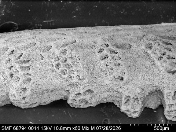 Bryozoa Art: Osculipora royana d'Orbigny 1854 aus Bryozoen Sammlung Senckenberg Frankfurt