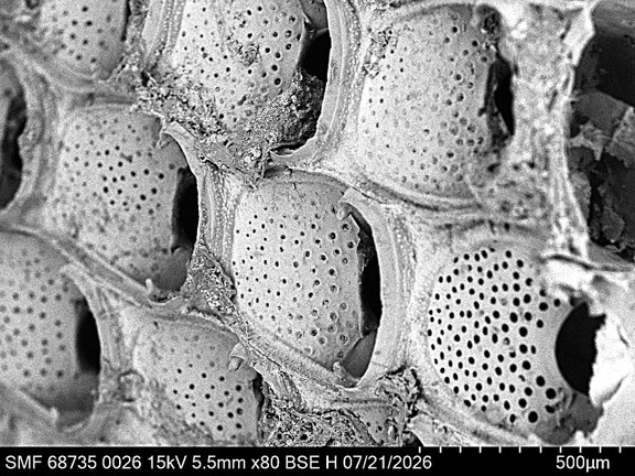 Bryozoa Art: Steginoporella magnilabris (Busk 1854) aus Bryozoen Sammlung Senckenberg Frankfurt