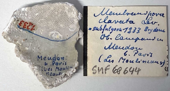 Senckenberg, Bryozoa, Bryozoen, Moostierchen, Sammlung Voigt