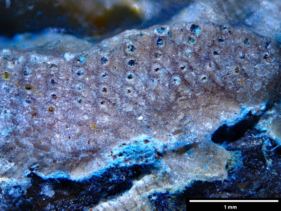 Bryozoa Art: Reptoclausa wolfii Voigt, 1924 aus Bryozoen Sammlung Senckenberg Frankfurt