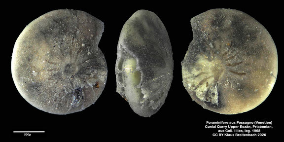 Amphistegina d'Orbigny, 1826 aus Possagno, Venetien, Italien; Priabonian; CC BY: Klaus Breitenbach