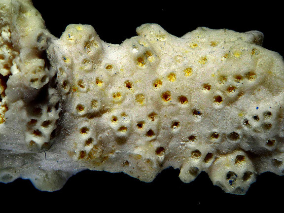 Bryozoa Art: Lopholepis irregularis von Hagenow 1851 aus Bryozoen Sammlung Senckenberg Frankfurt