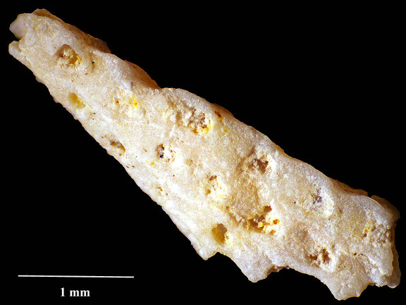Bryozoa Art: Semiescharinella complanata d'Orbigny 1852 aus Bryozoen Sammlung Senckenberg Frankfurt,  CC BY:  Dr. Rainer Teubner 
